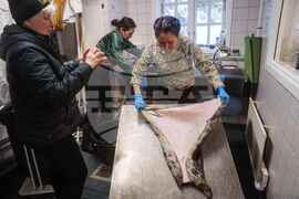 Greenland Daily Life