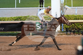 Pegasus World Cup Horse Racing