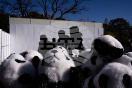 Japan China Pandas