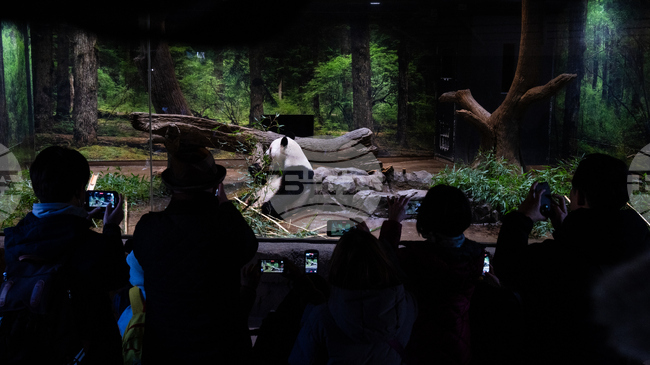 Япония се сбогува с две панди близнаци, които ще бъдат върнати в Китай 