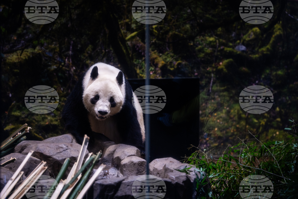 Japan China Pandas