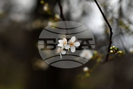 Разград - овощни дръвчета - топло време