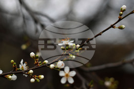 Разград - овощни дръвчета - топло време