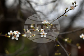 Разград - овощни дръвчета - топло време