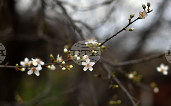Разград - овощни дръвчета - топло време