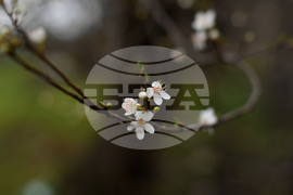 Разград - овощни дръвчета - топло време