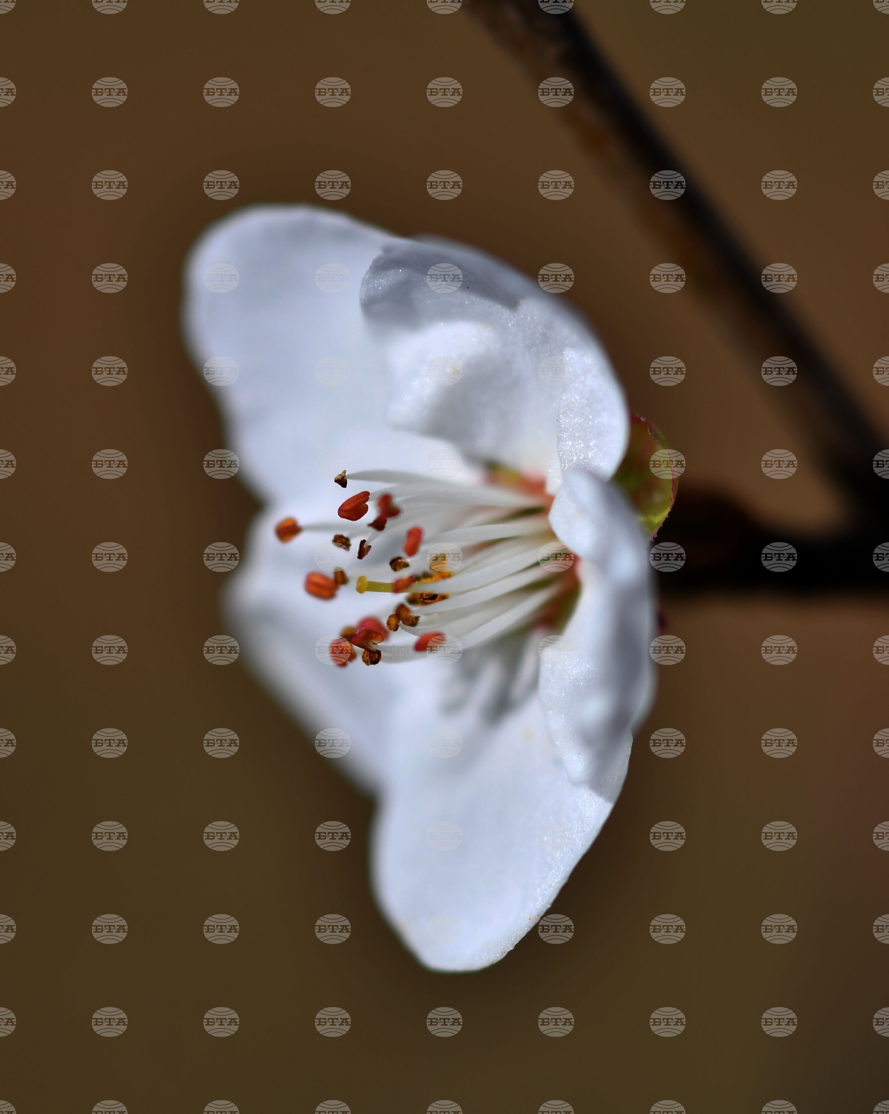 Разград - овощни дръвчета - топло време