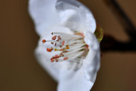 Разград - овощни дръвчета - топло време