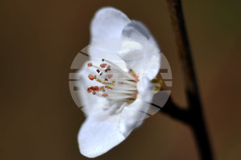 Разград - овощни дръвчета - топло време