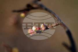 Разград - овощни дръвчета - топло време