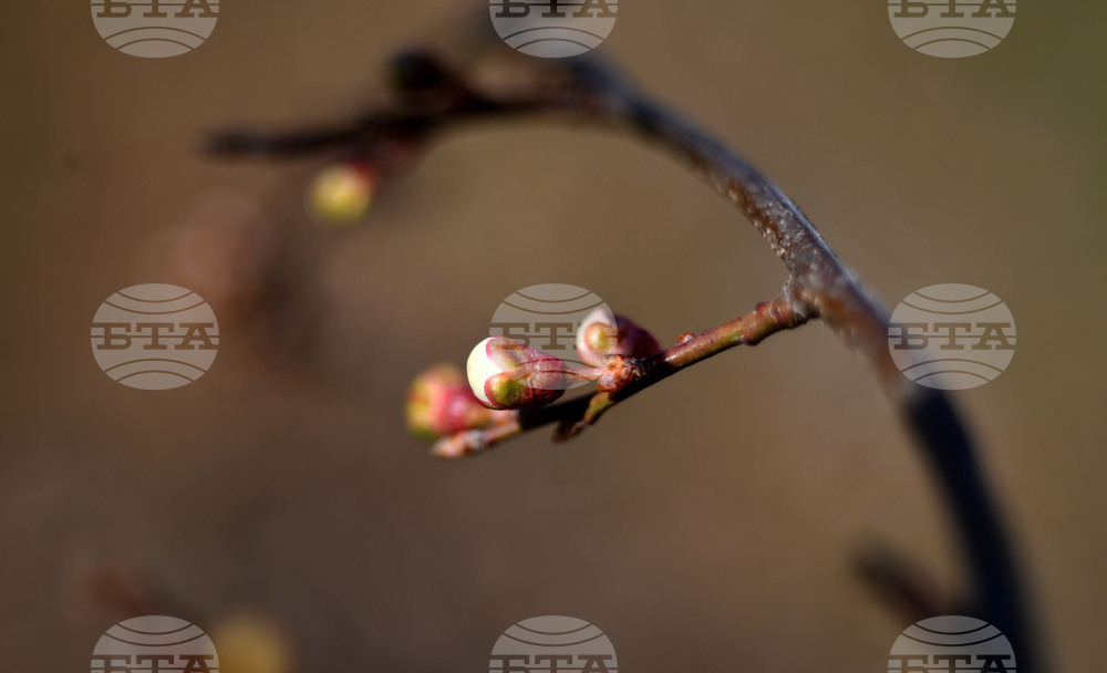 Разград - овощни дръвчета - топло време