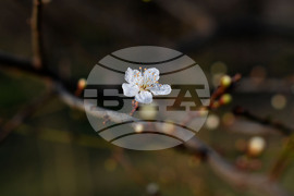 Разград - овощни дръвчета - топло време