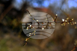 Разград - овощни дръвчета - топло време