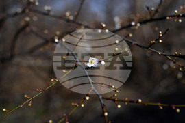 Разград - овощни дръвчета - топло време