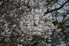 Разград - овощни дръвчета - топло време