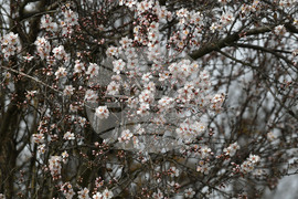Разград - овощни дръвчета - топло време