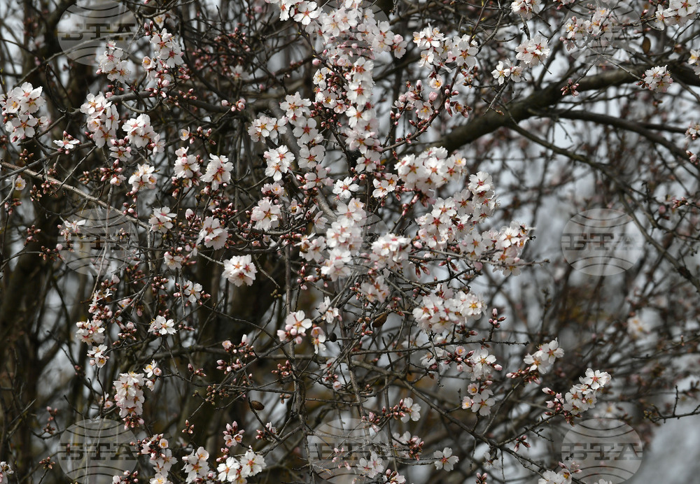 Разград - овощни дръвчета - топло време