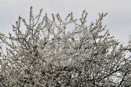 Разград - овощни дръвчета - топло време