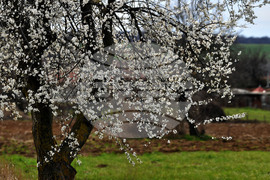 Разград - овощни дръвчета - топло време