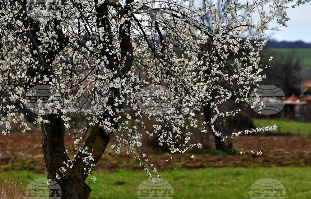 Разград - овощни дръвчета - топло време