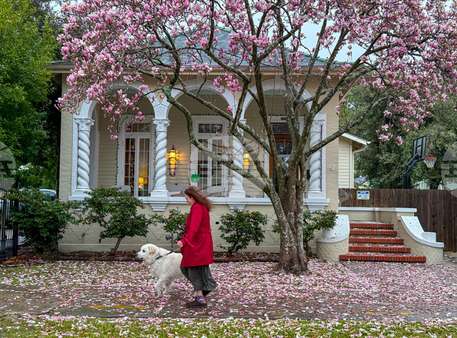 Winter Weather New Orleans