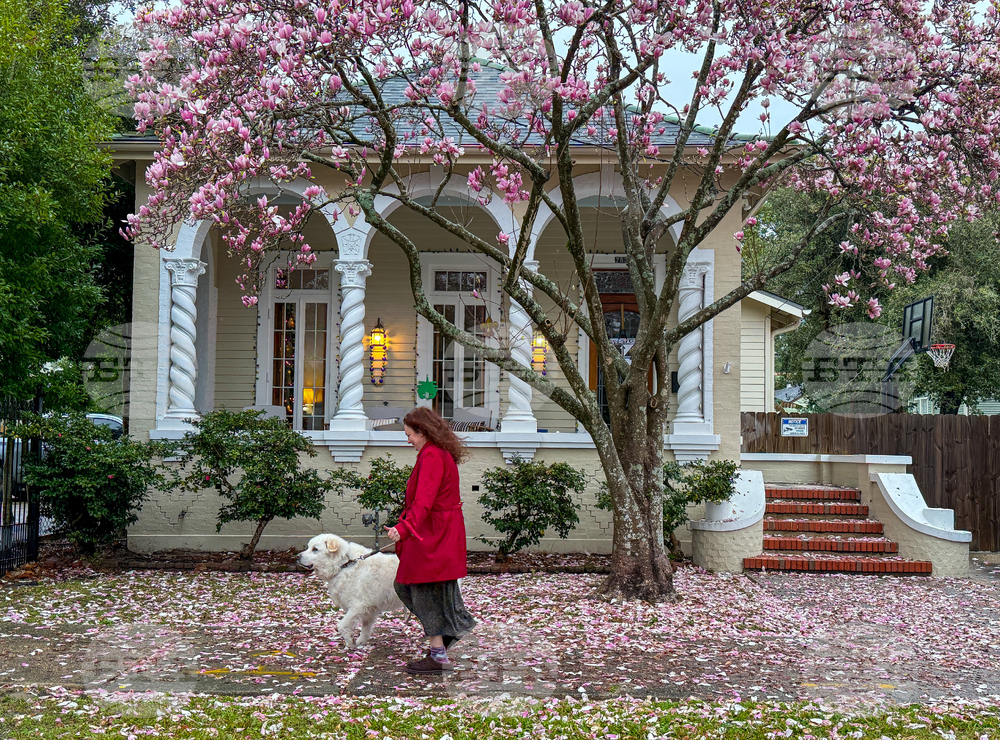Winter Weather New Orleans