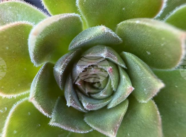 Gardening-Indoor Desert