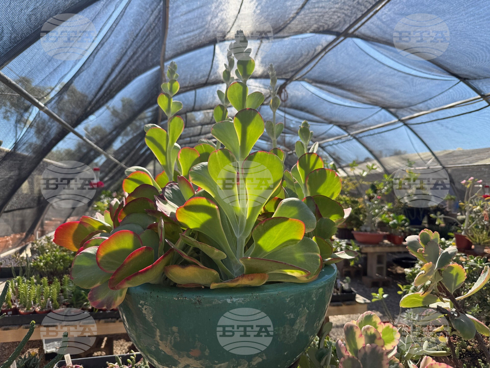 Gardening-Indoor Desert