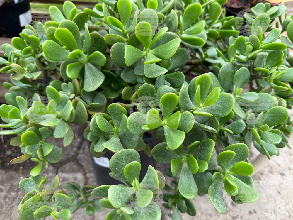 Gardening-Indoor Desert