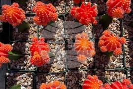 Gardening-Indoor Desert