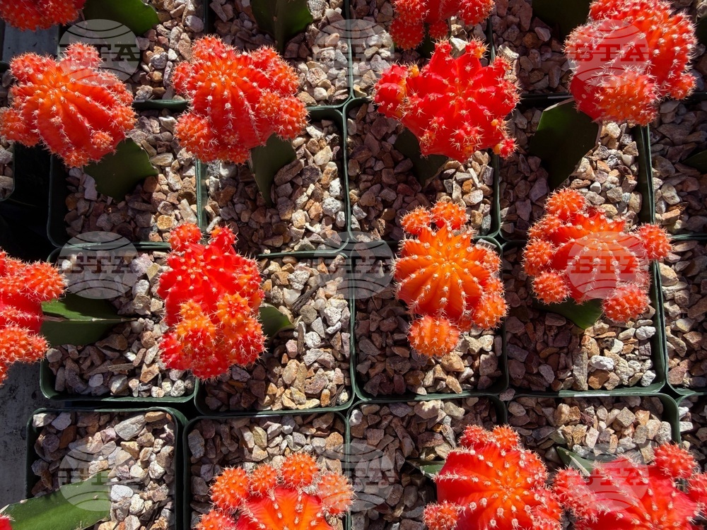 Gardening-Indoor Desert