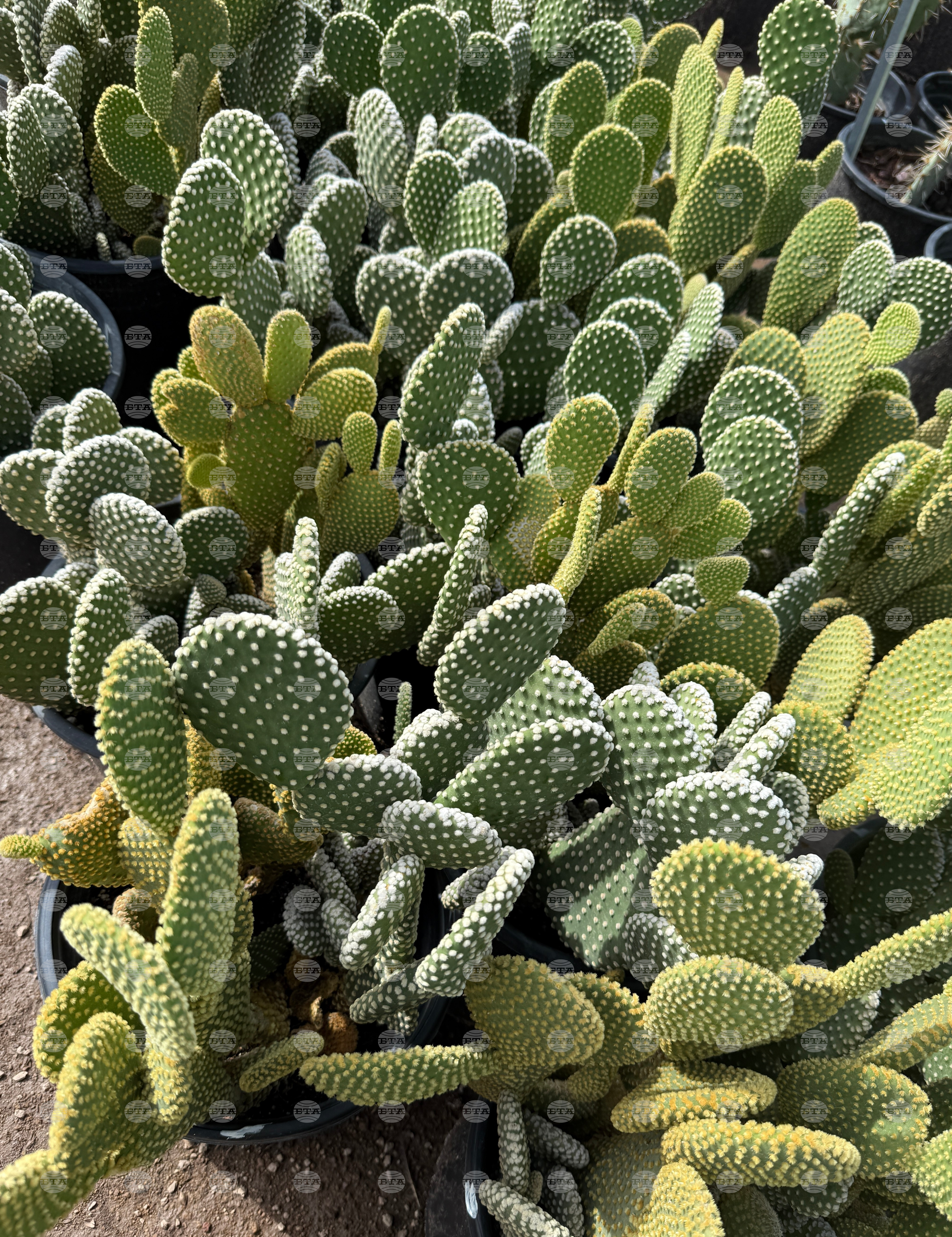 Gardening-Indoor Desert