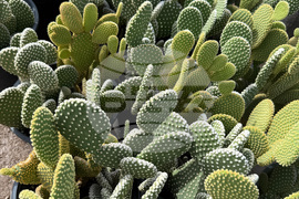 Gardening-Indoor Desert