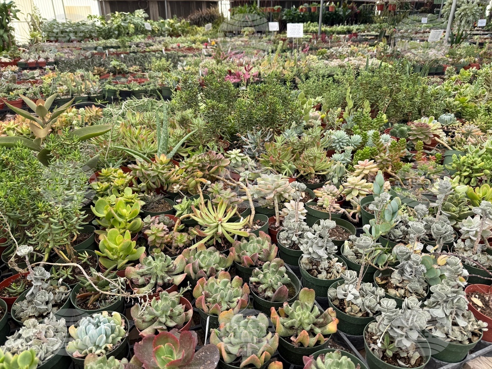 Gardening-Indoor Desert