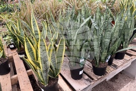 Gardening-Indoor Desert