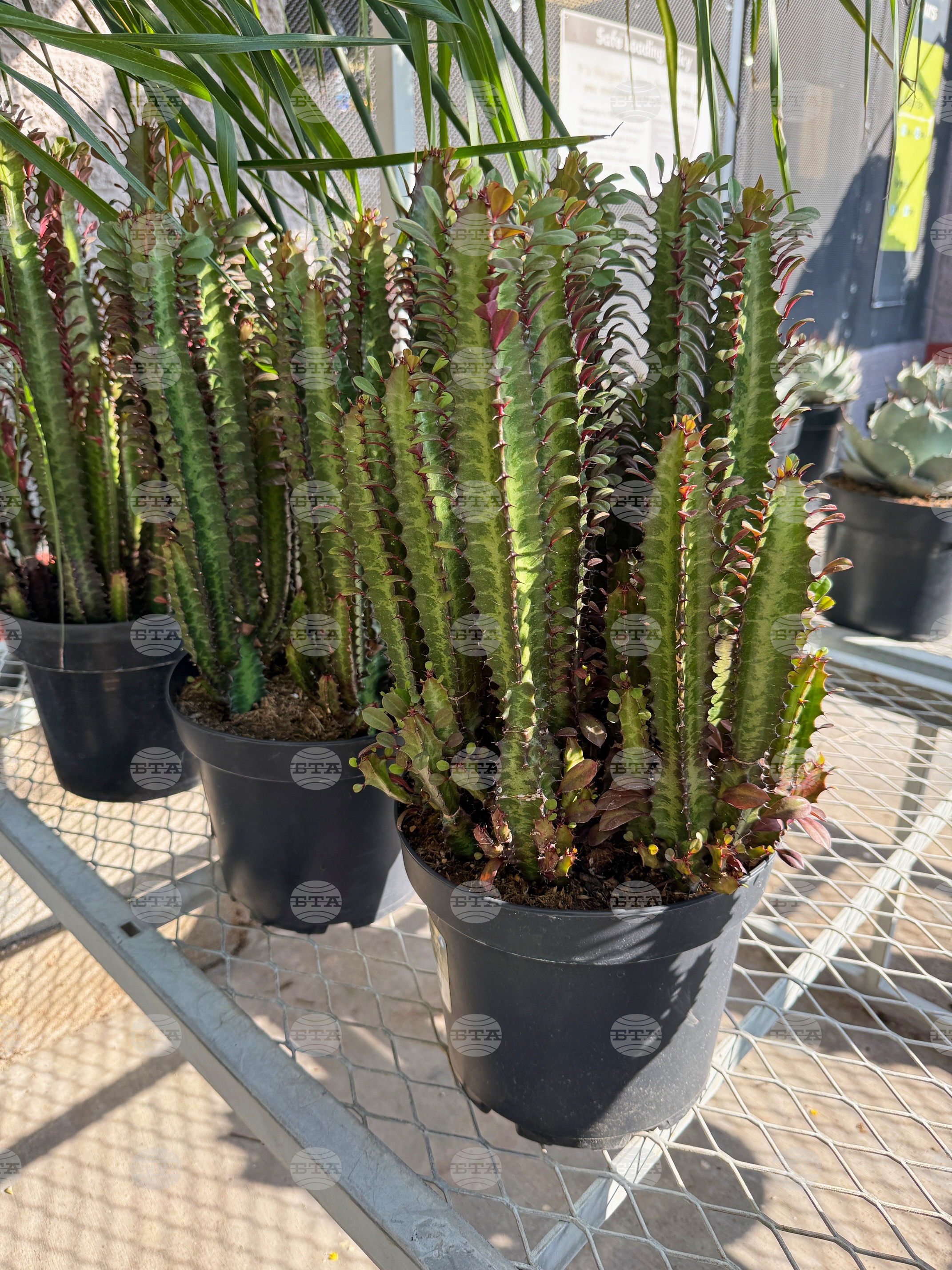 Gardening-Indoor Desert