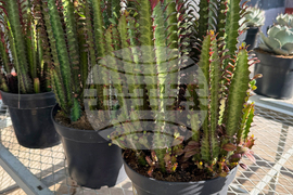 Gardening-Indoor Desert