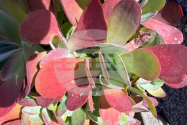 Gardening-Indoor Desert