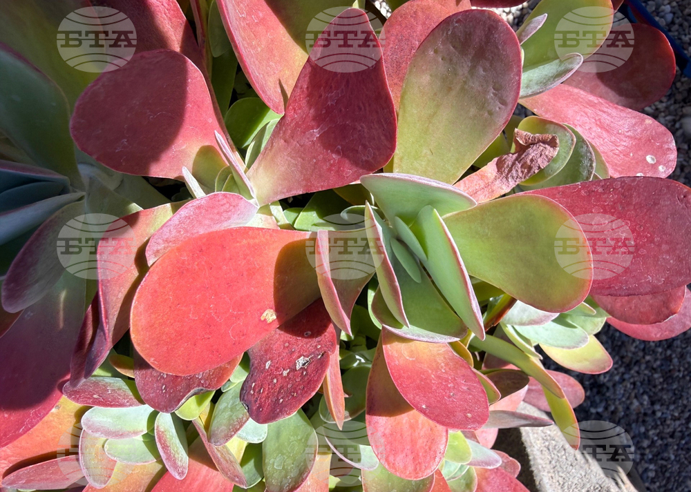 Gardening-Indoor Desert