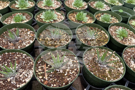 Gardening-Indoor Desert