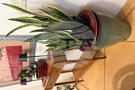 Gardening-Indoor Desert