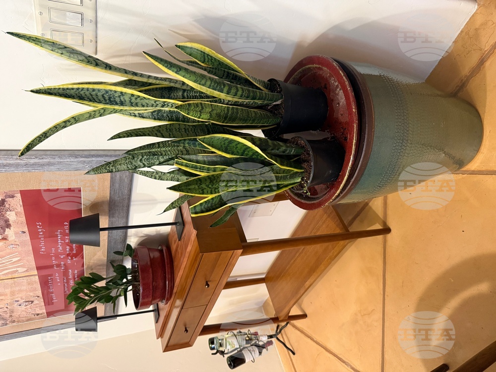 Gardening-Indoor Desert