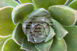 Gardening-Indoor Desert