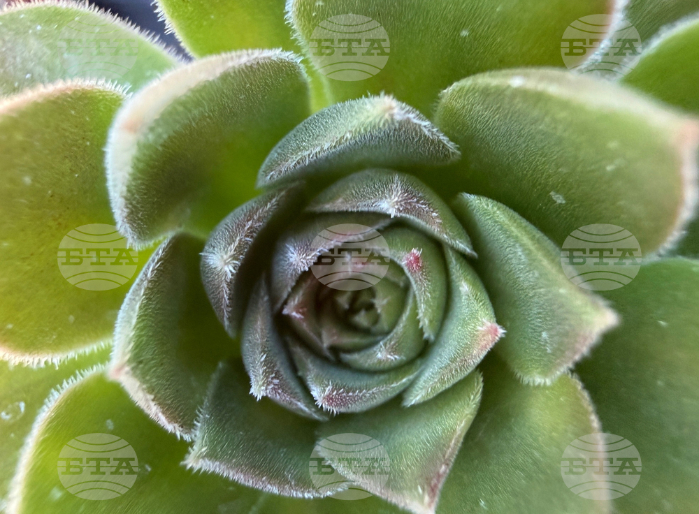 Gardening-Indoor Desert