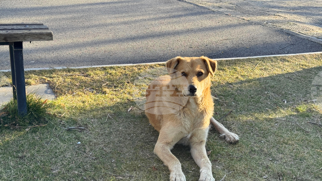 Увеличени приходи и повече регистрирани домашни кучета в Мездра през 2025 г. отчетоха от Общината