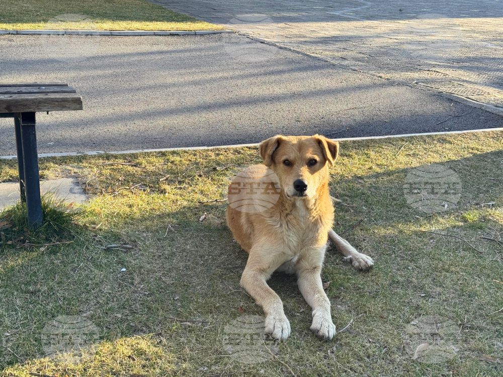 Увеличени приходи и повече регистрирани домашни кучета в Мездра през 2025 г. отчетоха от Общината