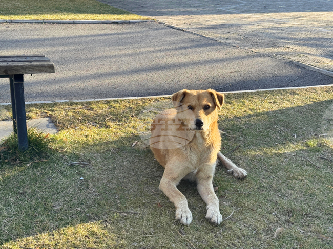 Увеличени приходи и повече регистрирани домашни кучета в Мездра през 2025 г. отчетоха от Общината
