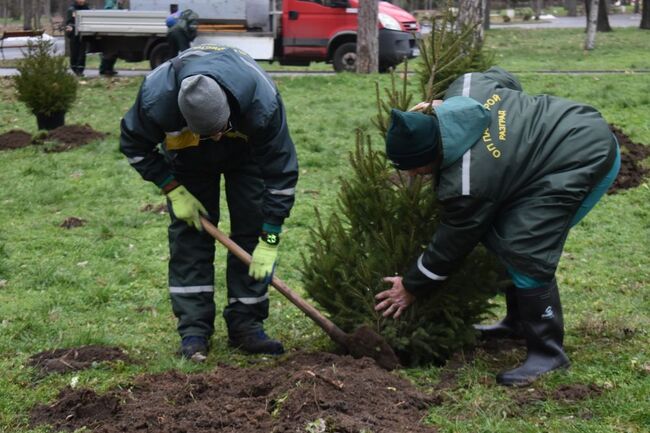 20 фиданки смърч от коледната украса вече растат в различни зелени площи в Разград