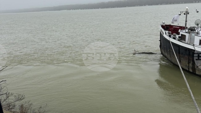 Екоинспекцията в Русе провери сигнали за мазни петна по река Дунав и мъртъв пеликан