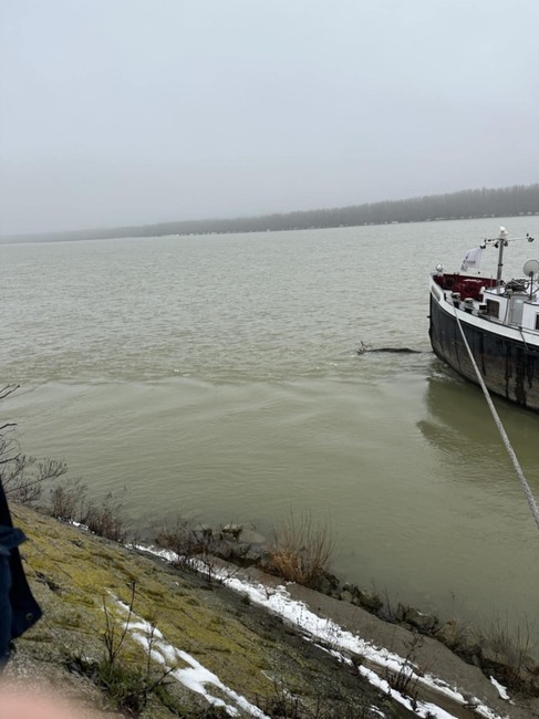 Екоинспекцията в Русе провери сигнали за мазни петна по река Дунав и мъртъв пеликан